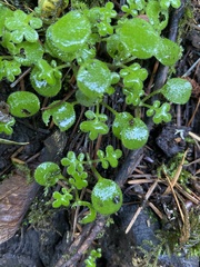 Nemophila