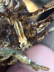 Faxonius yanahlindus