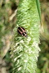 Paranaemia vittigera