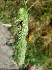 Paranaemia vittigera