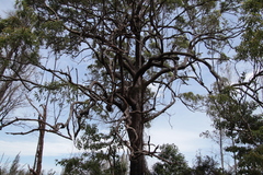 Corymbia intermedia