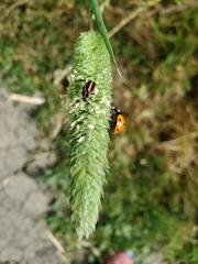 Paranaemia vittigera