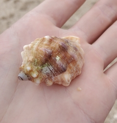 Mexacanthina