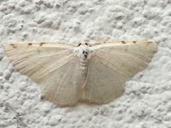 Stegania trimaculata