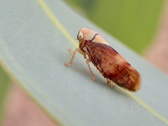 Brunotartessus fulvus