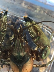 Faxonius yanahlindus