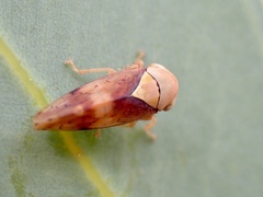 Brunotartessus fulvus