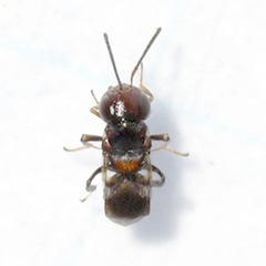 Encyrtus