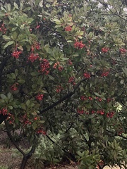 Heteromeles arbutifolia