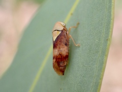 Brunotartessus fulvus