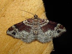 Xanthorhoe ferrugata
