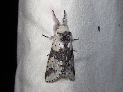 Furcula borealis