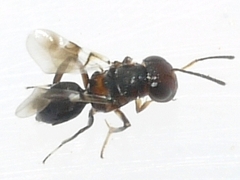 Encyrtus