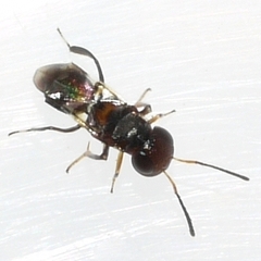 Encyrtus