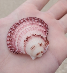 Argopecten ventricosus