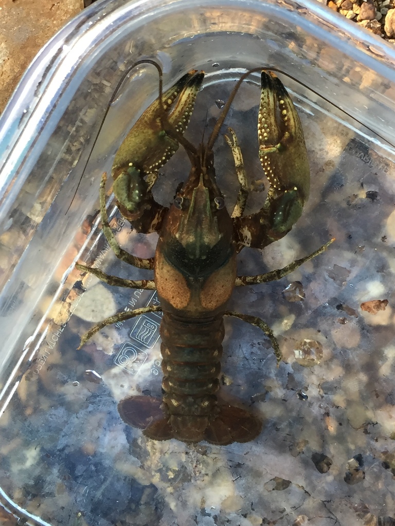 Spinywrist Crayfish (crayfishes Of Alabama) · Inaturalist