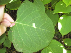 Reynoutria × bohemica