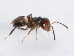 Encyrtus
