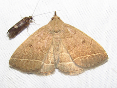 Zanclognatha marcidilinea