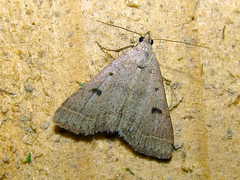 Bleptina caradrinalis