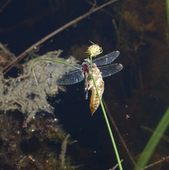 Leucorrhinia orientalis