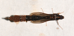 Atractocerus brasiliensis