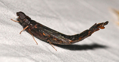 Atractocerus brasiliensis