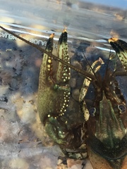 Faxonius yanahlindus