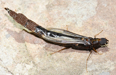 Atractocerus brasiliensis