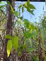 Mucuna macrocarpa