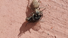 Menemerus taeniatus