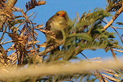Anaplectes rubriceps