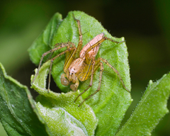 Oxyopes salticus