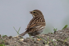 Passerculus sandwichensis