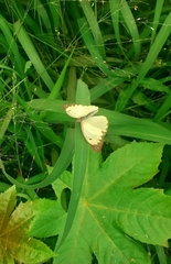 Ascia monuste orseis