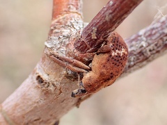 Oxyops fasciatus