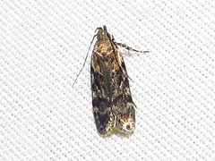 Fascista