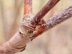 Oxyops fasciatus