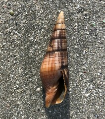 Isara glabra