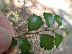 Nothofagus