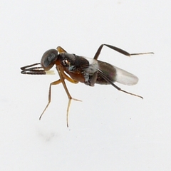 Homalotylus