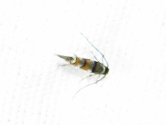 Lithocolletinae