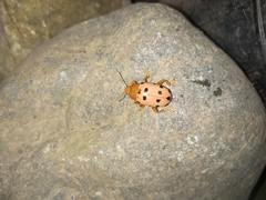 Podontia quatuordecimpunctata