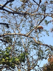 Alouatta arctoidea