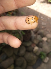 Podontia quatuordecimpunctata