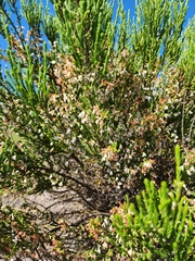 Erica caffrorum