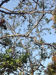 Alouatta arctoidea