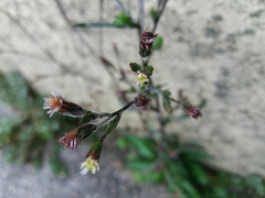 Symphyotrichum subulatum squamatum