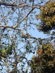 Alouatta arctoidea