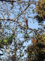 Alouatta arctoidea